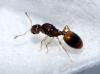 Temnothorax nylanderi