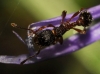 Tetramorium sp.