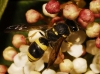 Ancistrocerus sp. Ancistrocerus sp.
