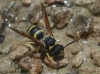 Ancistrocerus sp. Ancistrocerus sp.