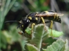 Ancistrocerus sp. Ancistrocerus sp.