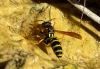 Polistes sp.