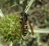 Polistes sp.