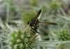 Polistes sp.