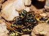 Polistes spp.
