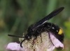 Scolia hirta (Schrank 1781)