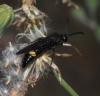 Scolia hirta (Schrank 1781)