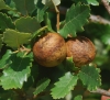 Andricus hispanicus (agallas)