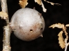 Andricus quercustozae (agalla)