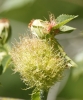 Diplolepis rosae (agalla)