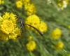 Gasteruption sp. Gasteruption sp.