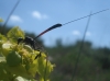 Gasteruption sp. Gasteruption sp.