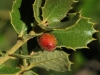 Plagiotrochus australis (agalla)