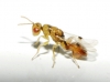 Sycophila? 2d2 Sycophila? 2d2
