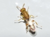 Sycophila sp. 1/5 Sycophila sp. 1/5