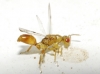 Sycophila sp. 2/5 Sycophila sp. 2/5