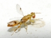 Sycophila sp. 3/5 Sycophila sp. 3/5