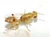 Sycophila sp. 5/5 Sycophila sp. 5/5