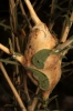 Timaspis phoenixopodos (agalla)