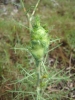 Timaspis phoenixopodos (agalla)