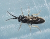 Cladius (Cladius) pectinicornis (GEOFFROY, 1785) s.l.
