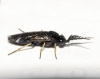 Cladius (Cladius) pectinicornis (GEOFFROY, 1785) s.l.