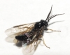 Cladius (Cladius) pectinicornis (GEOFFROY, 1785) s.l.