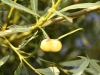 Pontamia viminea Pontamia viminea