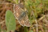 Pyrgus sp. Hübner, 1819 Pyrgus sp. Hübner, 1819