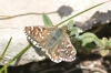 Pyrgus sp. Hübner, 1819 Pyrgus sp. Hübner, 1819