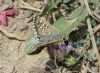 Pyrgus sp. Hübner, 1819 Pyrgus sp. Hübner, 1819