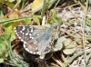 Pyrgus sp. Hübner, 1819 Pyrgus sp. Hübner, 1819