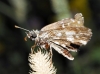 Pyrgus sp. Hübner, 1819 Pyrgus sp. Hübner, 1819