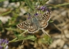 Pyrgus sp Hübner, 1819 Pyrgus sp Hübner, 1819
