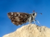 Pyrgus sp Hübner, 1819 Pyrgus sp Hübner, 1819