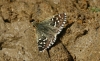 Pyrgus sp Hübner, 1819 Pyrgus sp Hübner, 1819