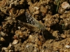 Pyrgus sp Hübner, 1819 Pyrgus sp Hübner, 1819