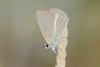 Agrodiaetus fabressei