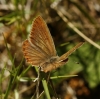 Agrodiaetus fabressei