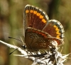 Aricia cramera