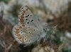 Aricia montensis Aricia montensis