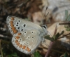 Aricia sp. Aricia sp.