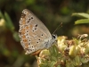 Aricia sp. Aricia sp.