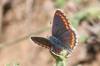 Aricia cramera