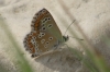 Aricia cramera