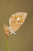 Aricia cramera