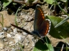 Aricia cramera