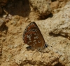 Aricia cramera