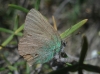 Callophrys rubi Callophrys rubi