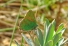 Callophrys rubi Callophrys rubi